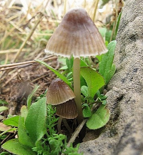 Mycena vitrea / sepia