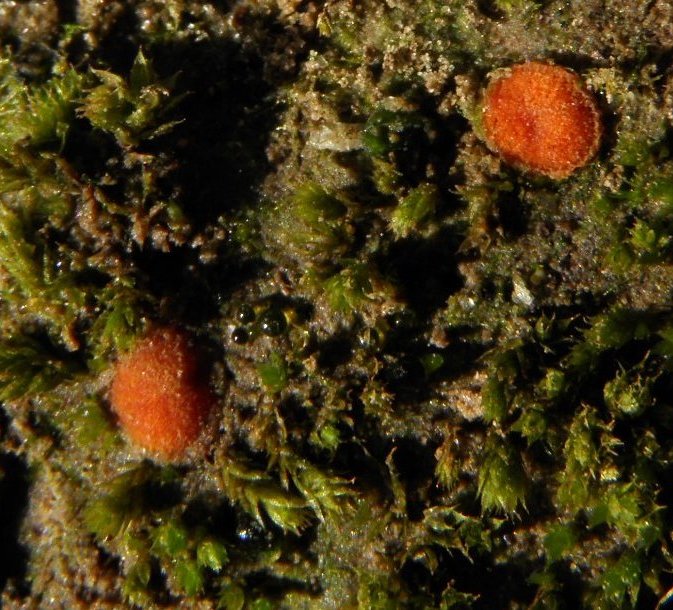 Octospora rubens