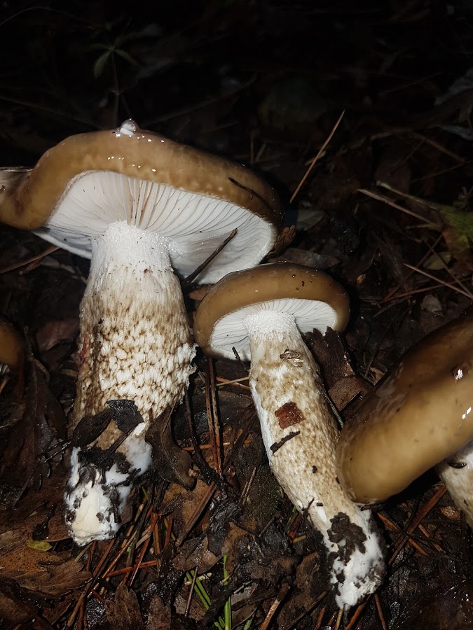 Hygrophorus latitabundus
