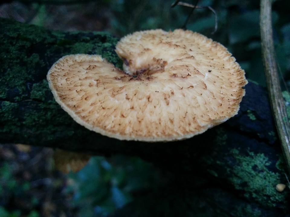Polyporus tuberaster
