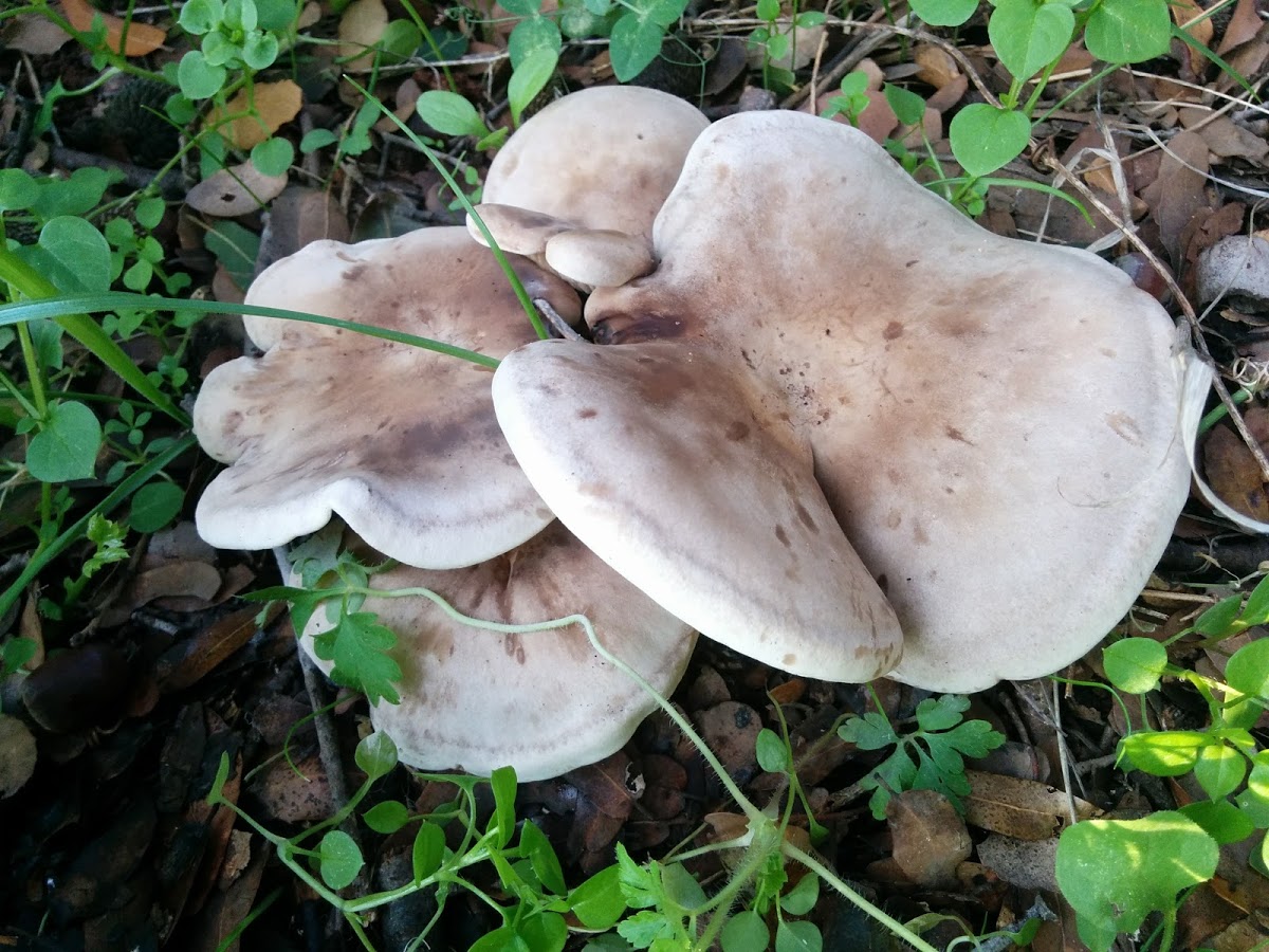 Lepista panaeolus / Lepista luscina
