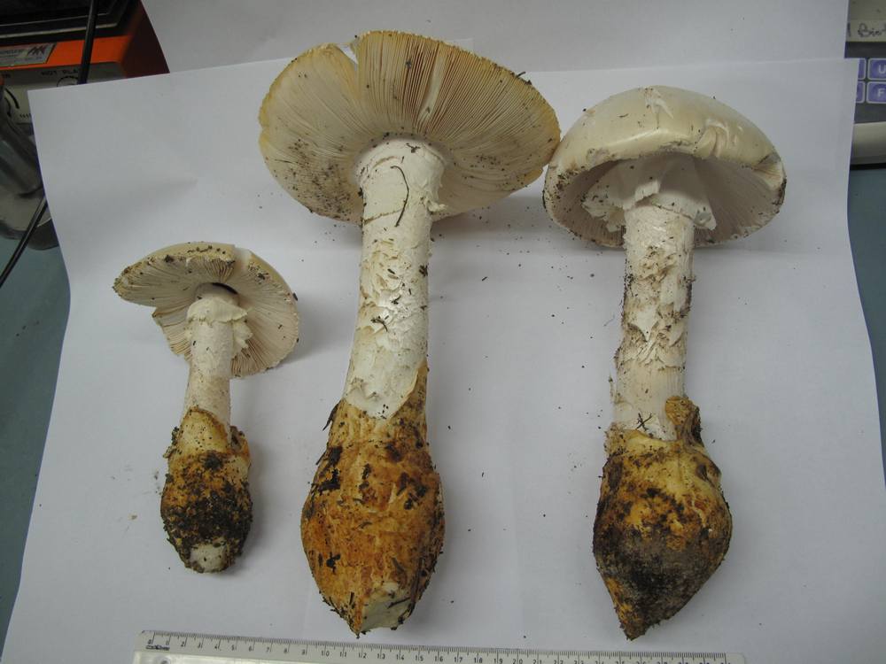 Amanita proxima
