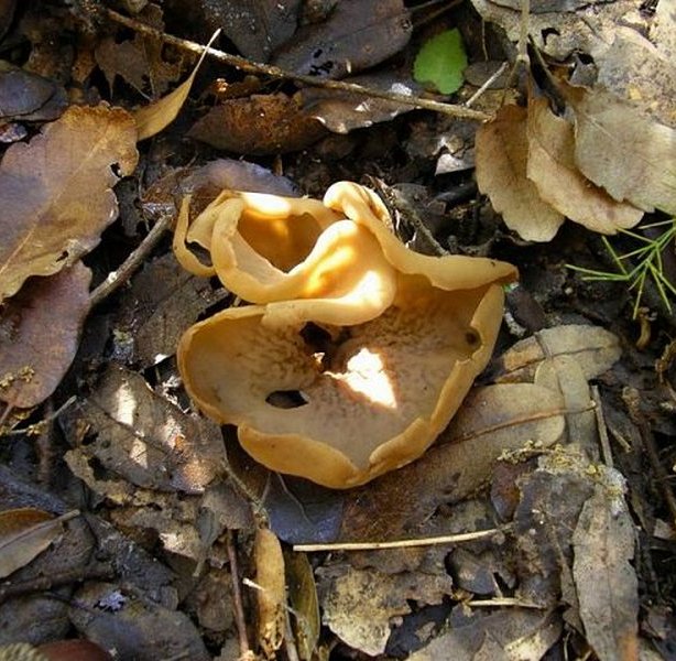 Otidea alutacea