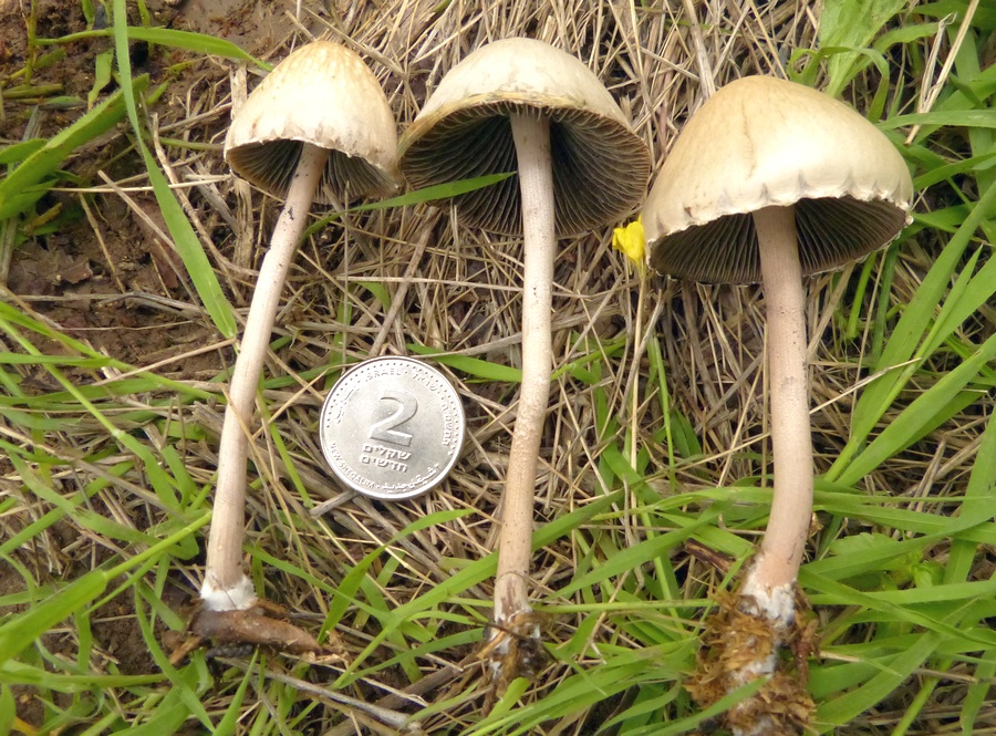 Panaeolus papilionaceus / sphinctrinus