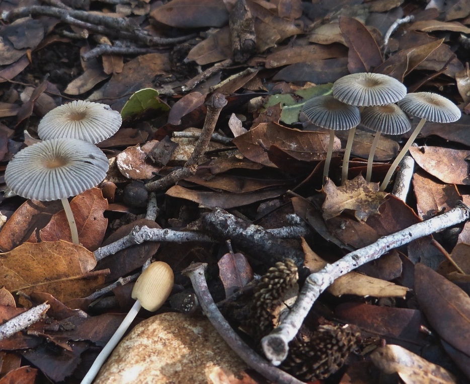 Parasola leiocephala / Coprinus leiocephalus