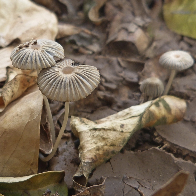 Parasola plicatilis / Coprinus plicatilis