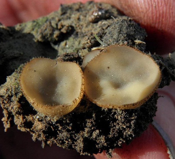 Paratrichophaea boudieri / Trichophaea boudieri