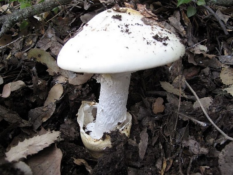 Amanita verna
