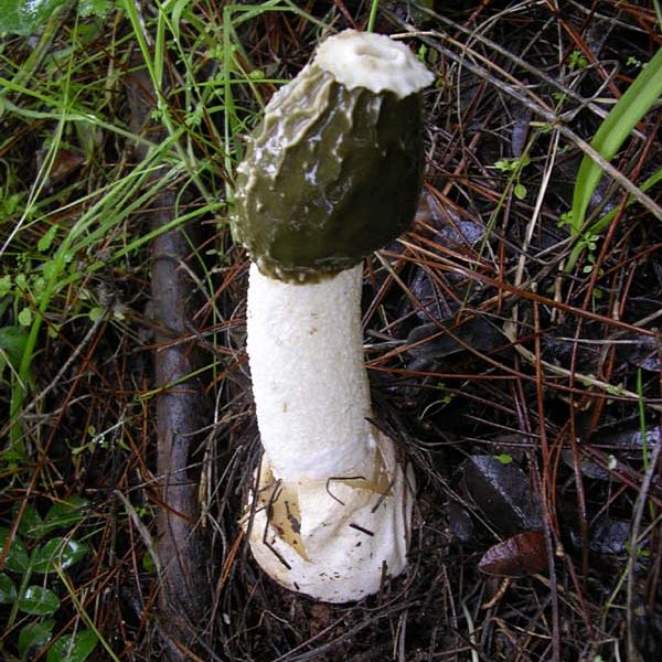 Phallus impudicus