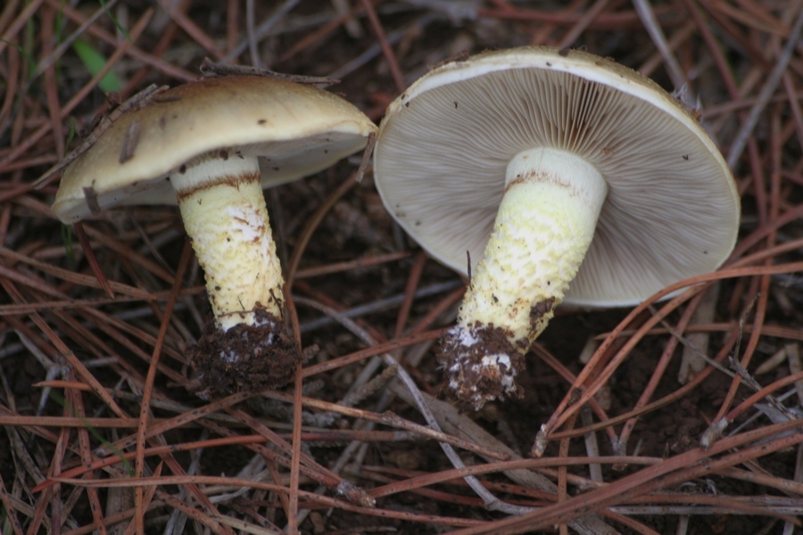 Pholiota carbonaria / highlandensis