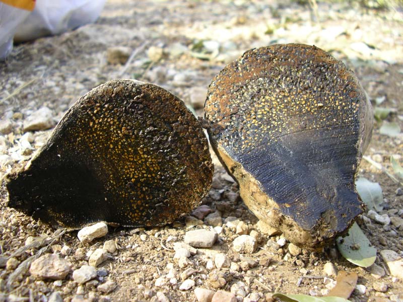 Pisolithus arrhizus