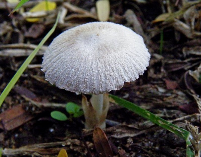 Volvariella sp. 1