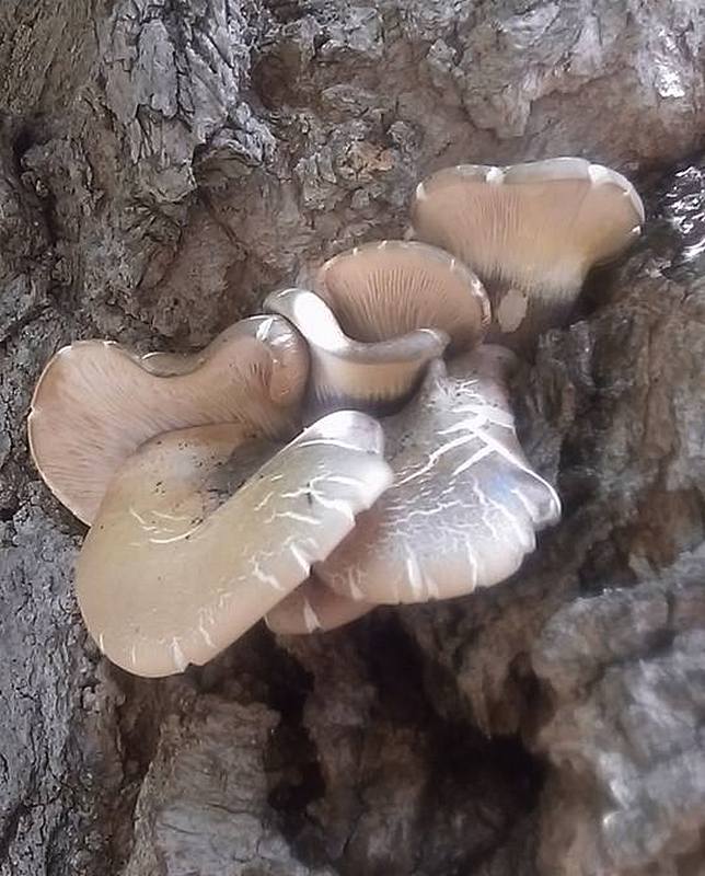Pleurotus cystidiosus