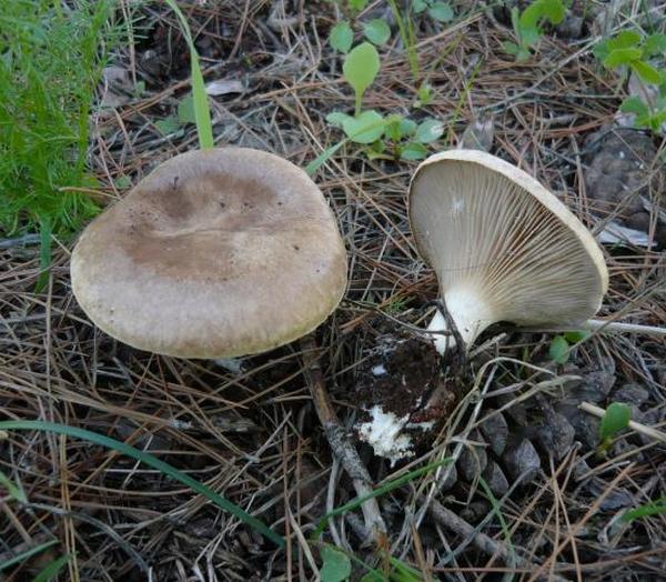 Pleurotus eryngii var. ferulae