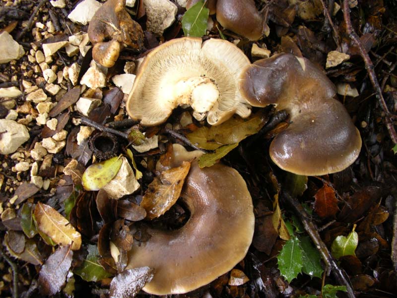 Pleurotus salignus
