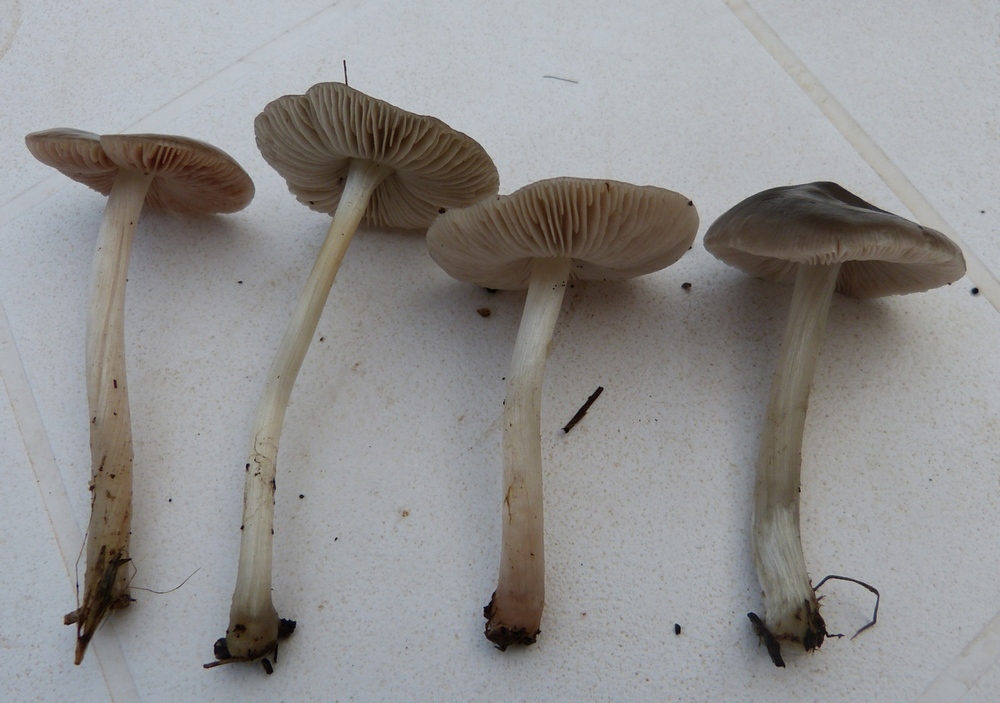 Pluteus godeyi / P. cinereofuscus