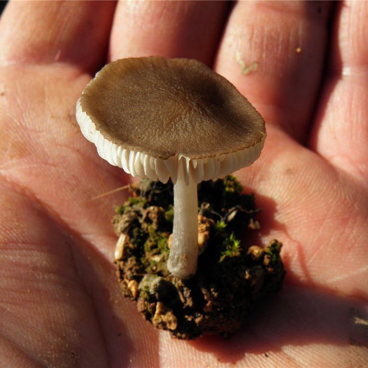 Pluteus griseopus / P. nanus f. griseopus