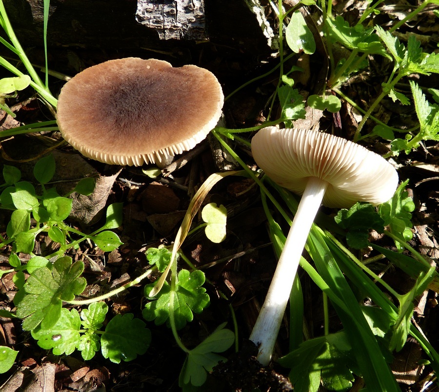 Pluteus pallescens / satur