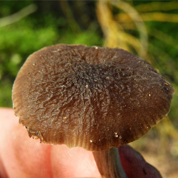 Pluteus phlebophorus