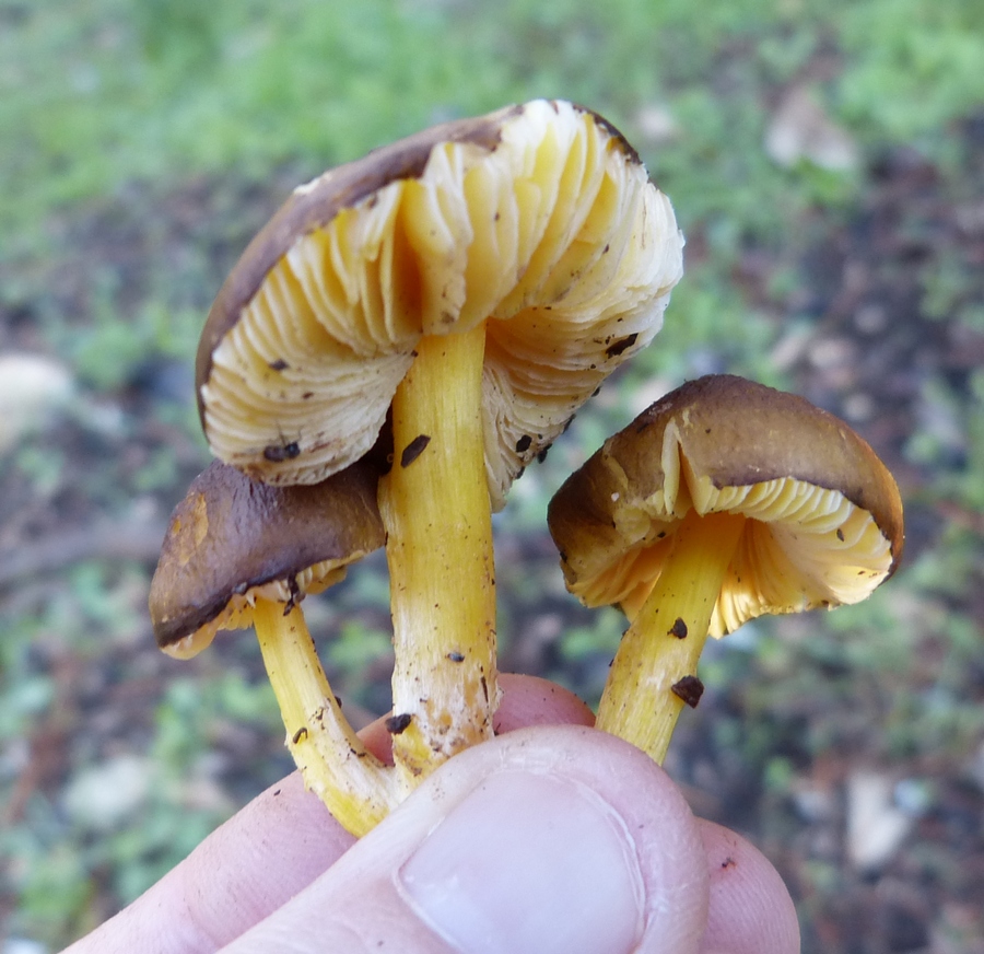 Pluteus romellii / Pluteus lutescens