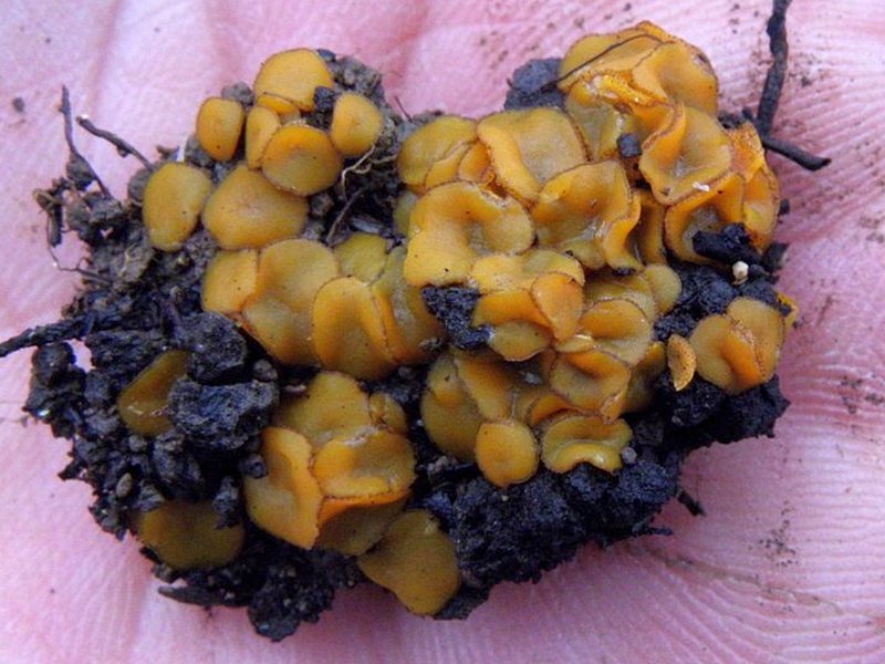 Anthracobia melaloma