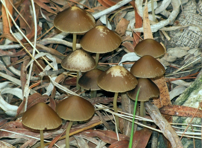  Parasola conopilea