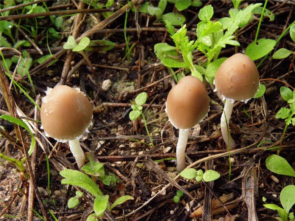 Coprinopsis marcescibilis