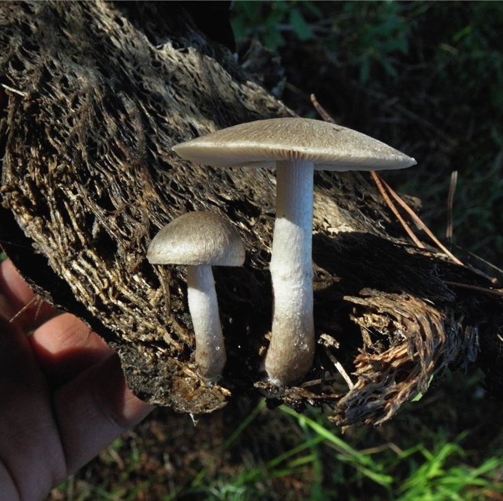 Coprinopsis melanthina