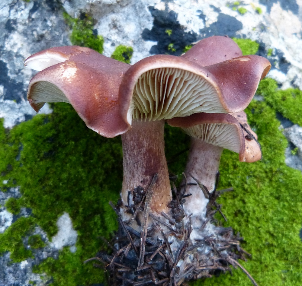 Clitopilus geminus / Rhodocybe gemina