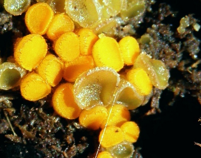 Cheilymenia sp. (maybe Cheilymenia coprinaria var. megaspora)