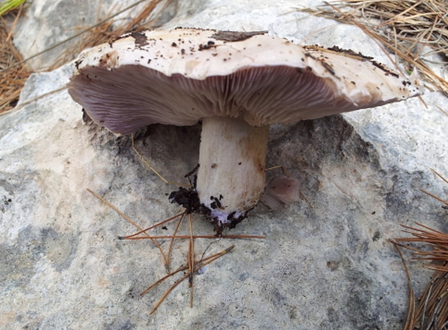 Lepista sp 1 (glaucocana maybe) 