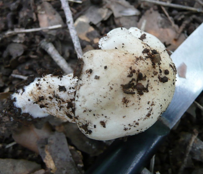 Hygrophorus penarius