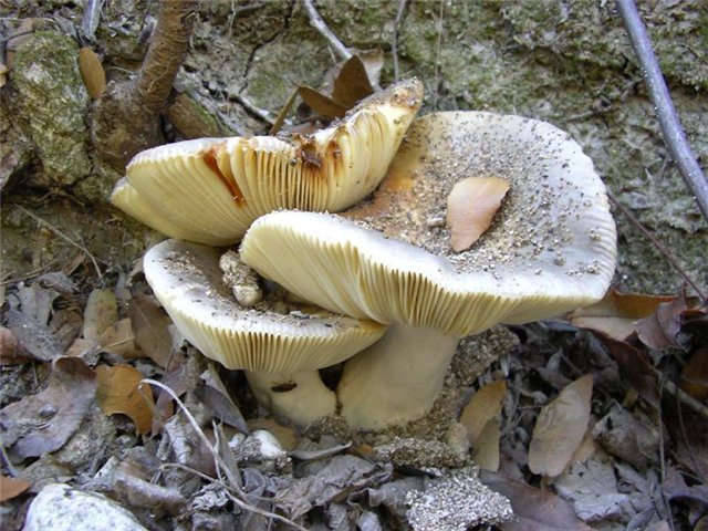 Russula aeruginea