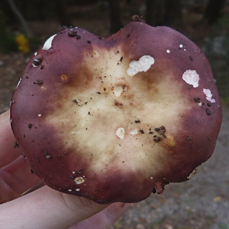 Russula alutacea