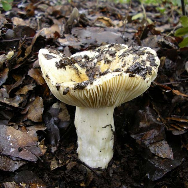 Russula carmelensis