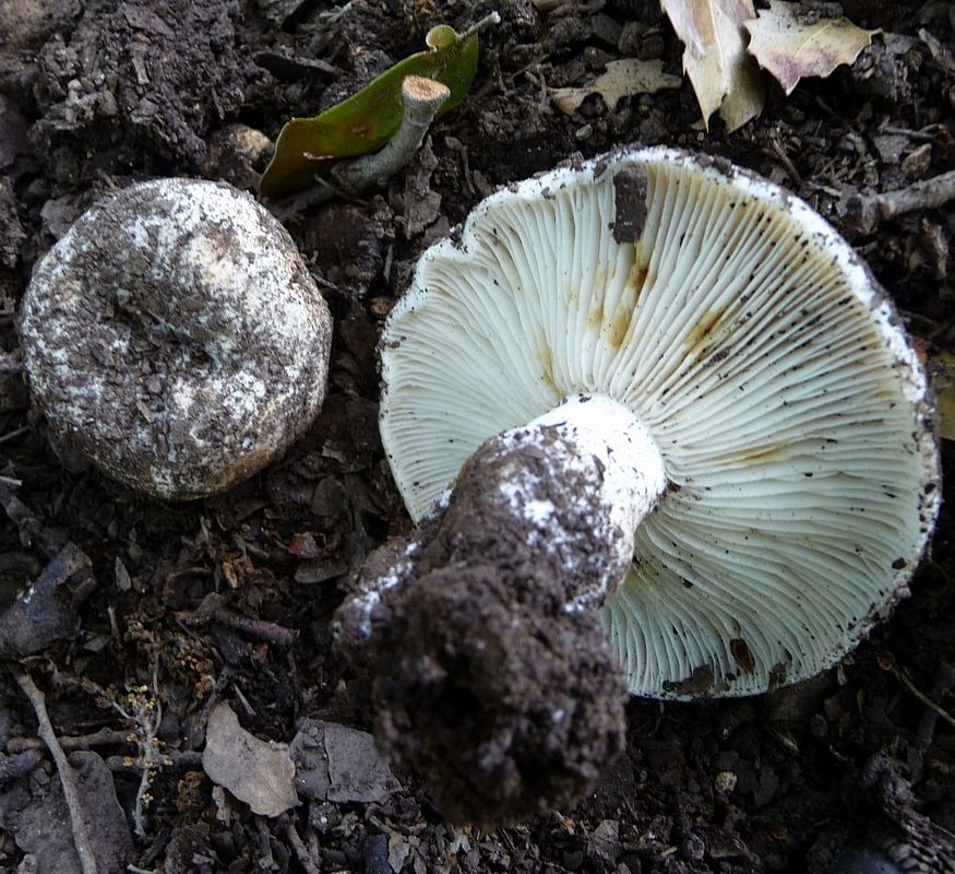 Russula delica