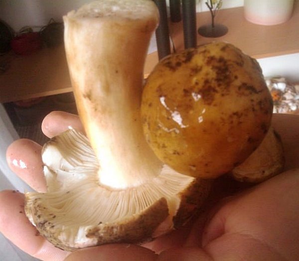 Russula fellea