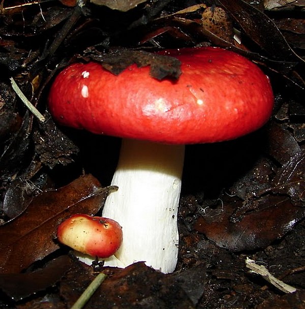 Russula rosea