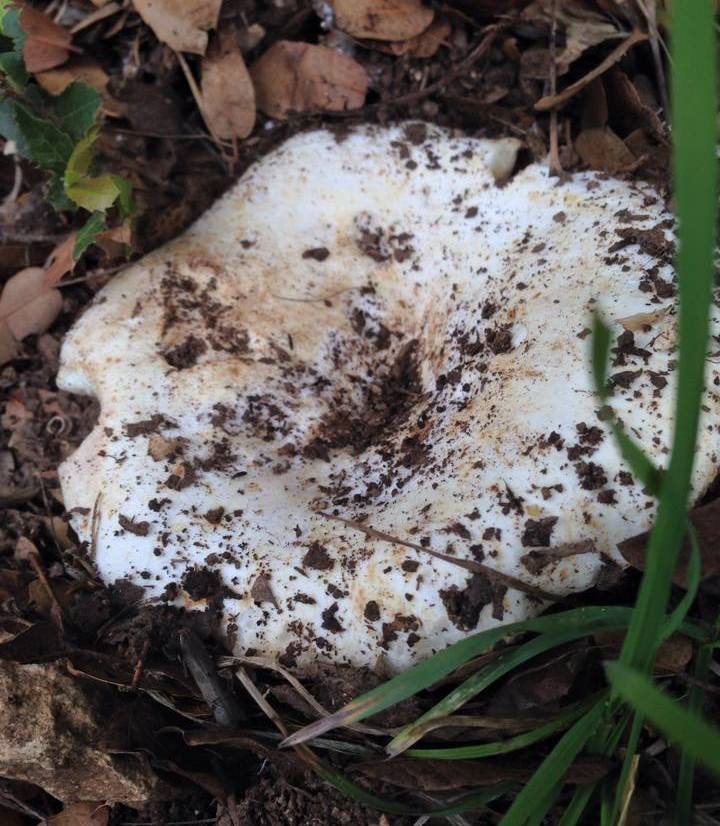 Russula pseudodelica