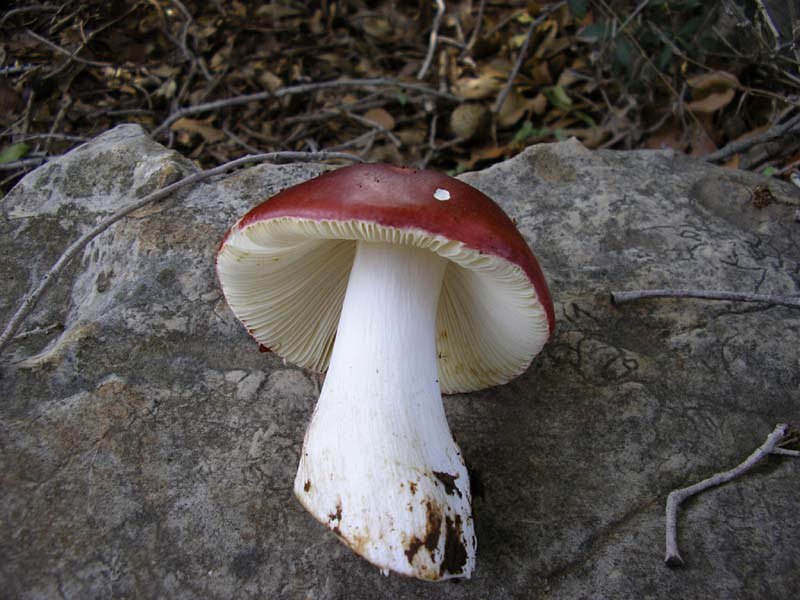 Russula pseudointegra