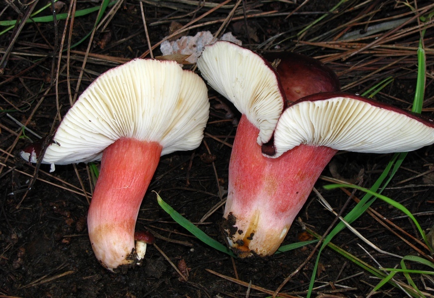Russula rhodopus
