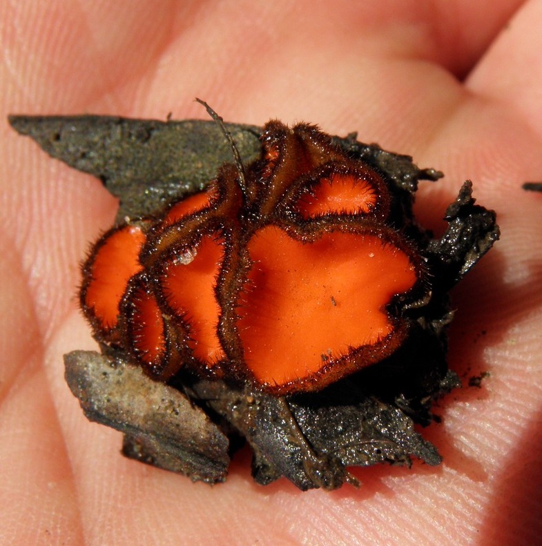 Scutellinia crinita