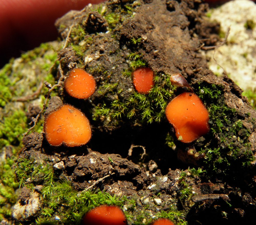 Scutellinia trechispora / Sphaerosphora trechispora