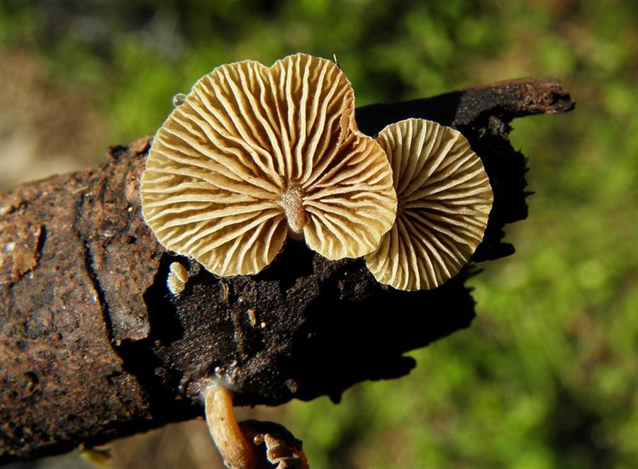 Simocybe haustellaris