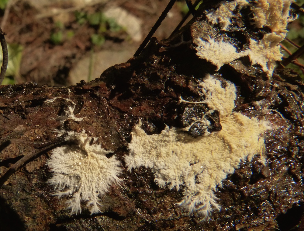 Steccherinum fimbriatum / Hydnum fimbriatum