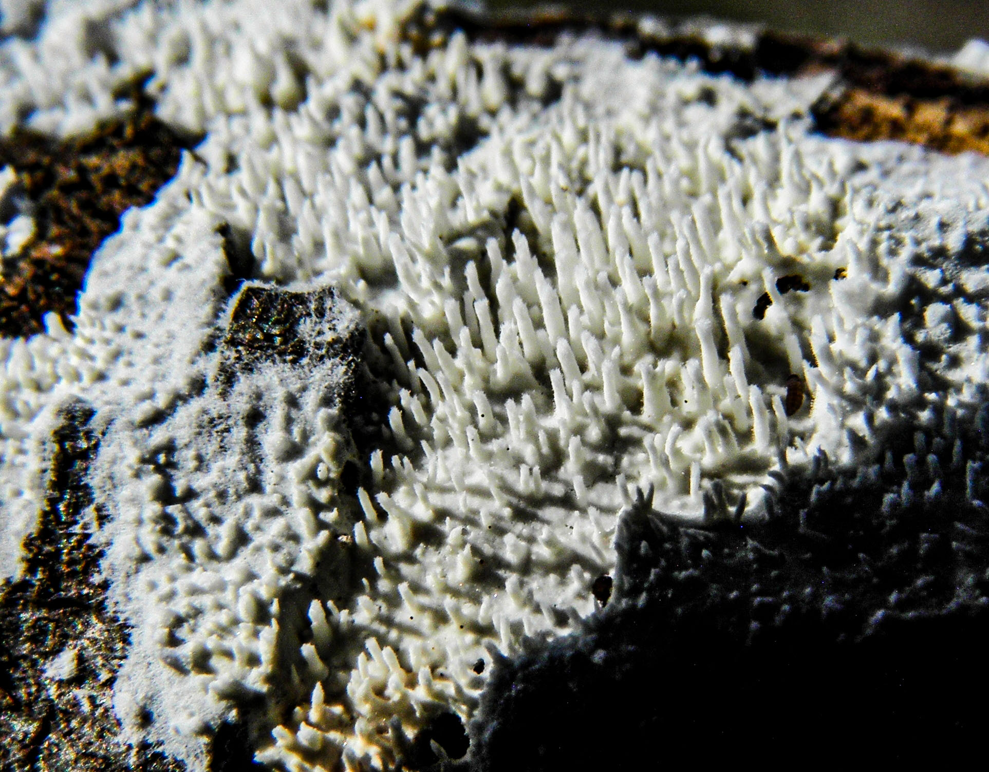 Steccherinum litschaueri / Irpex litschaueri