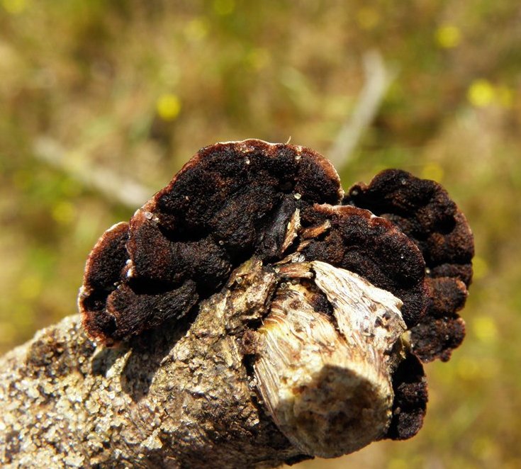 Stereum gausapatum / Thelephora gausapata