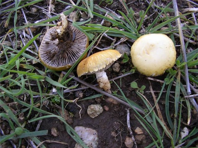 Stropharia coronilla