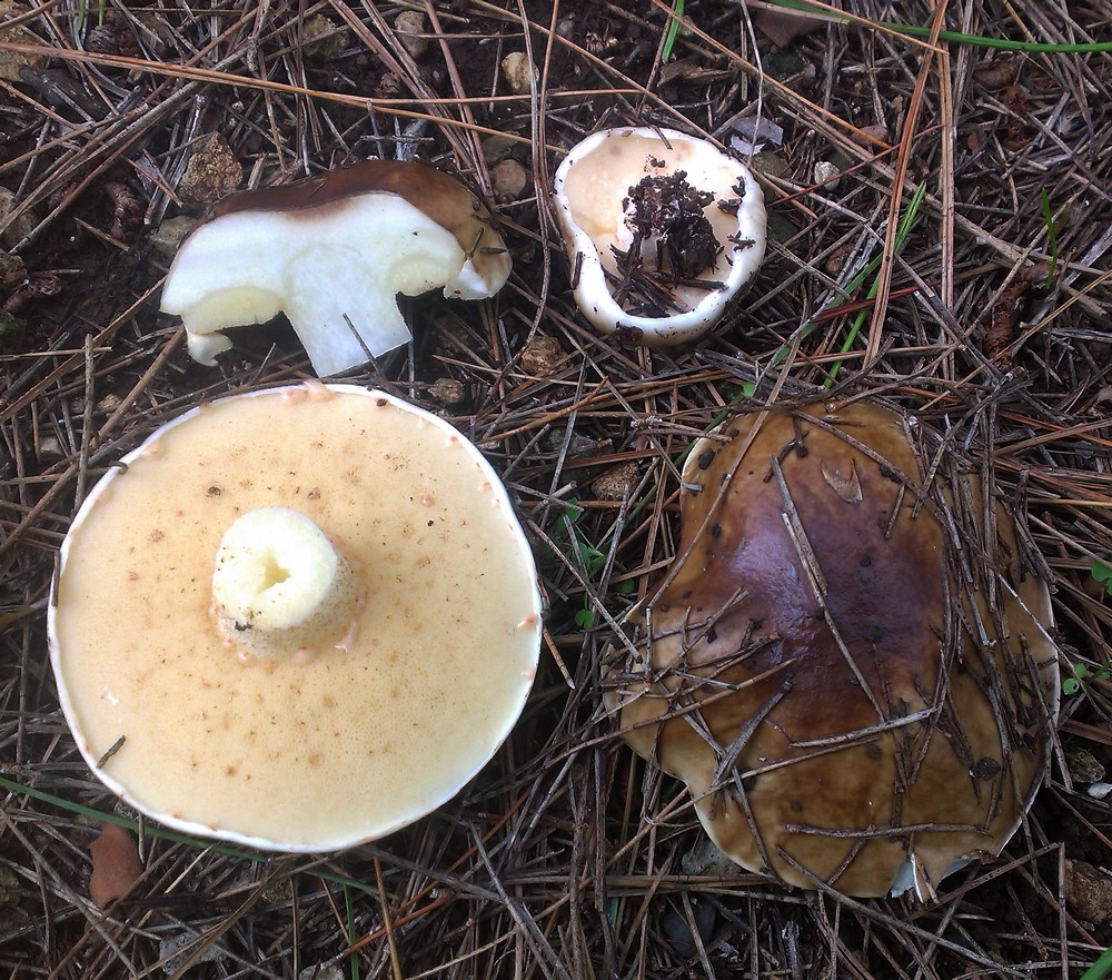 Suillus bellinii / Boletus bellinii
