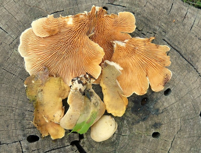 Tapinella panuoides/ Paxillus panuoides